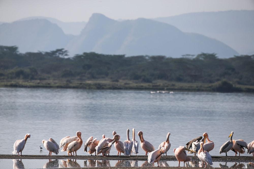Serena Camp Elmenteita