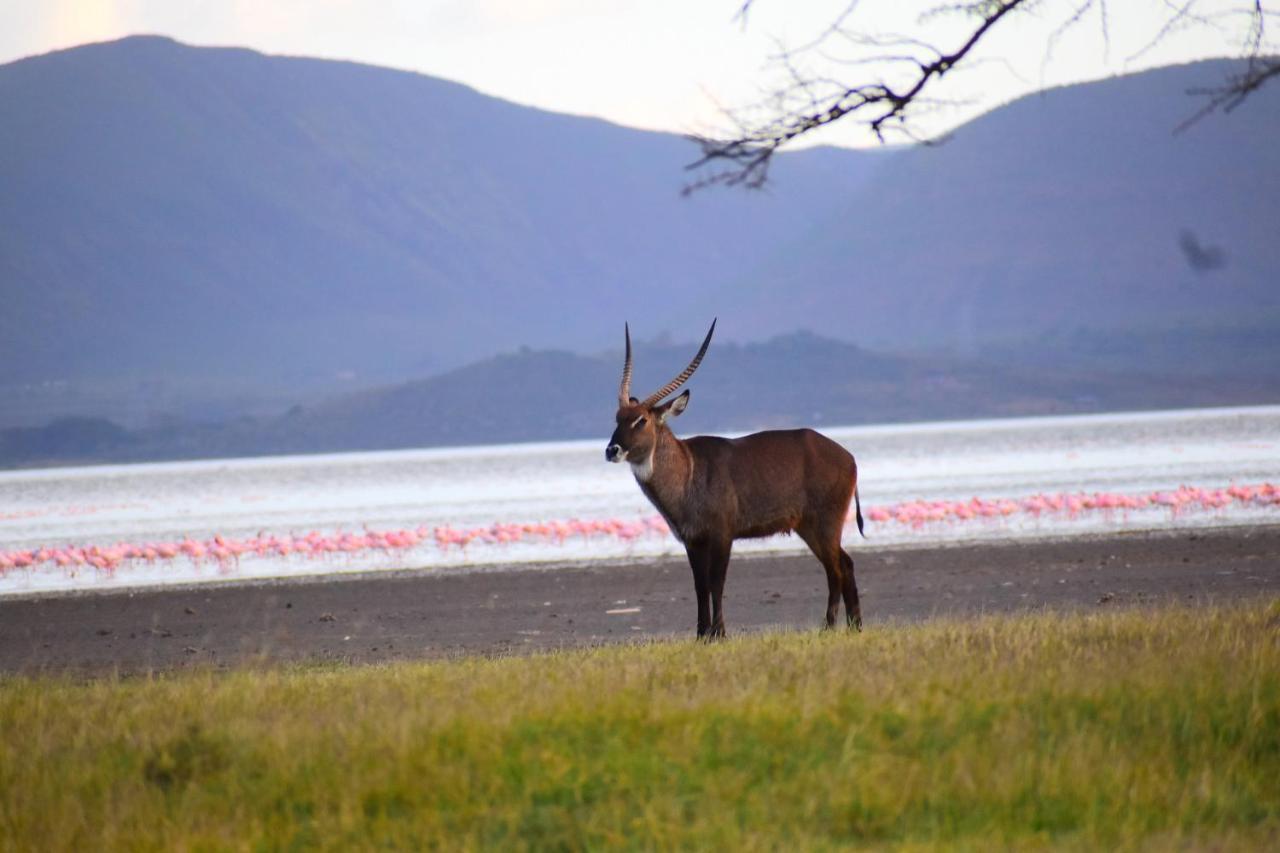 Serena Camp 5* Elmenteita