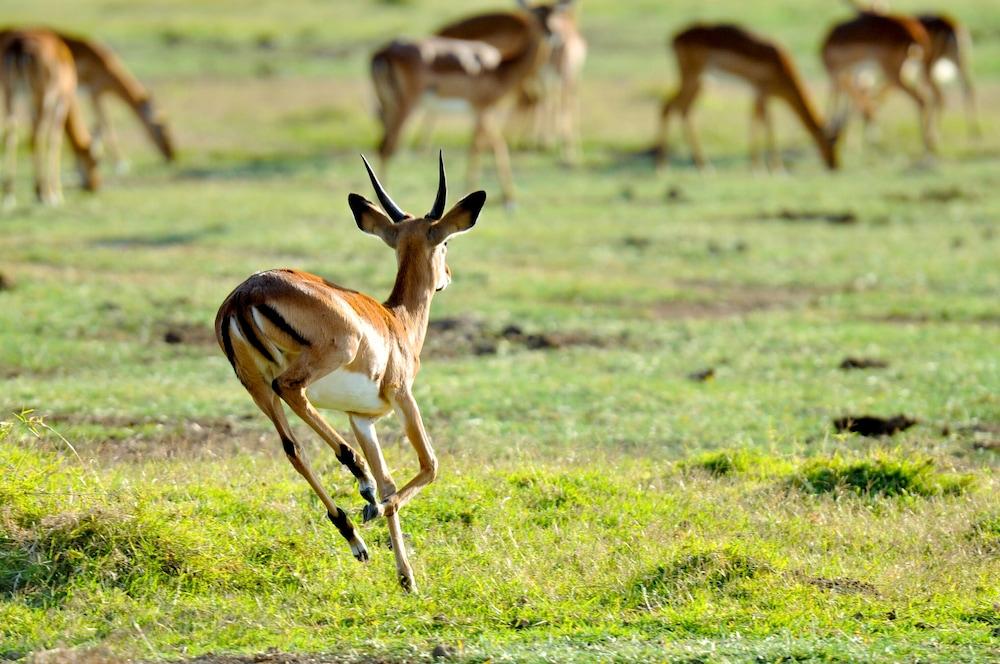 Serena Camp Elmenteita