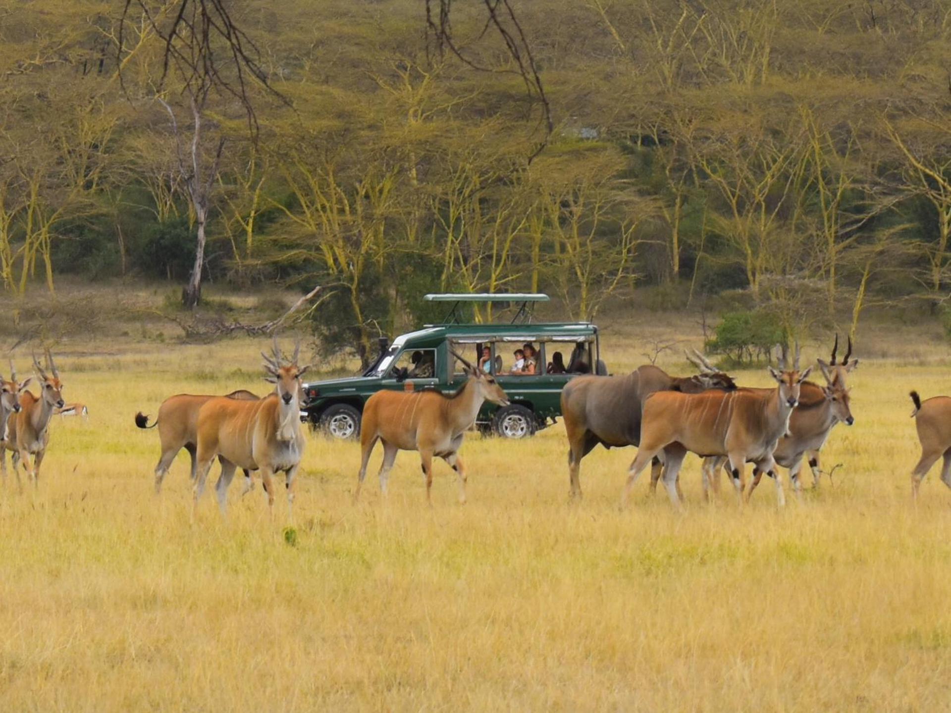 Serena Camp Luxury tent 5*